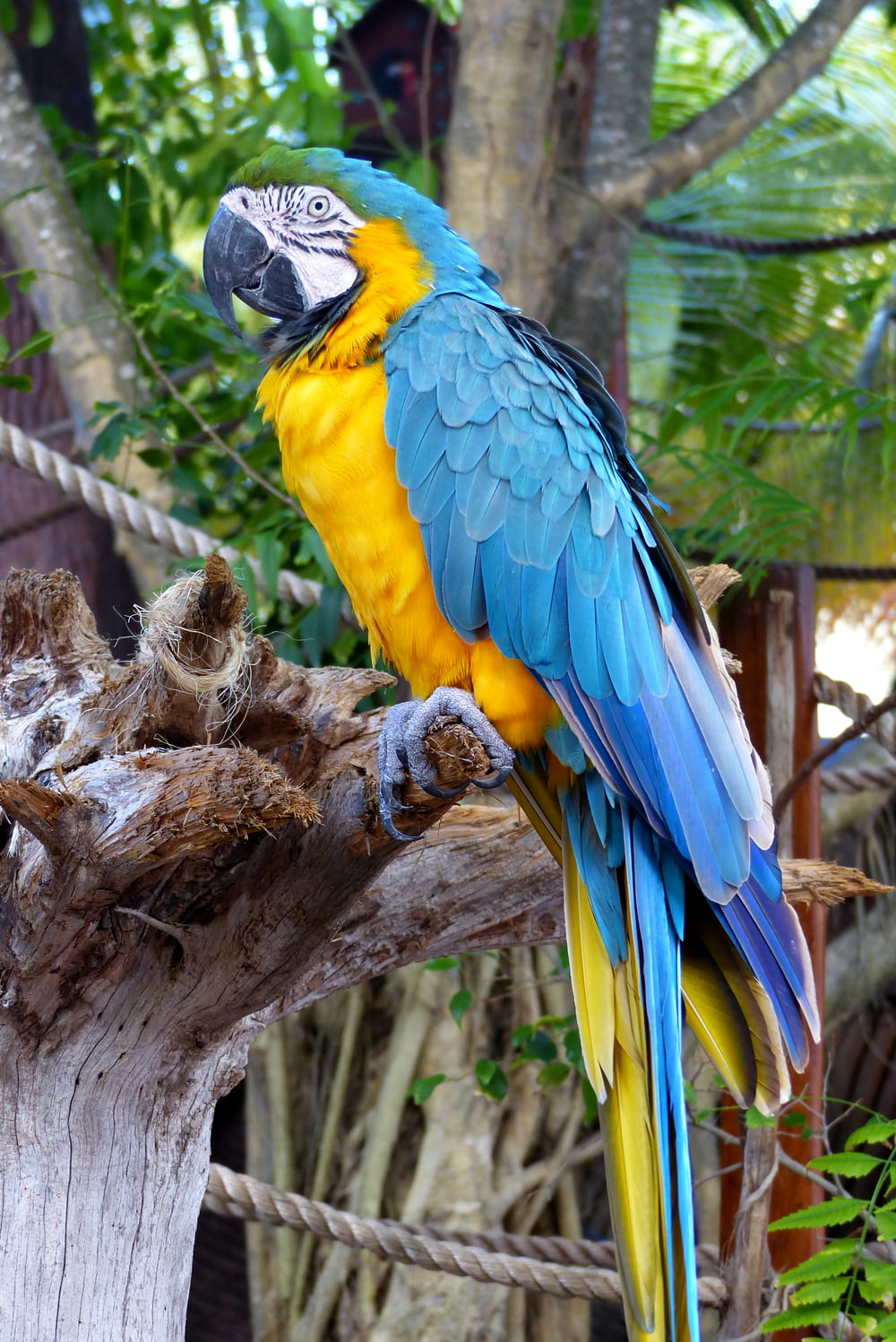 a blue and yellow bird on a tree branch