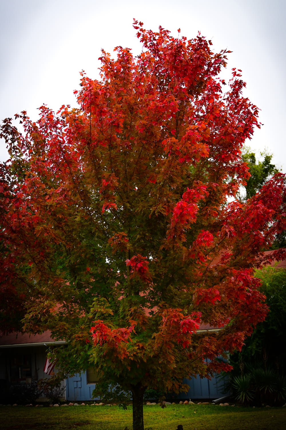 a tree with colorful leaves