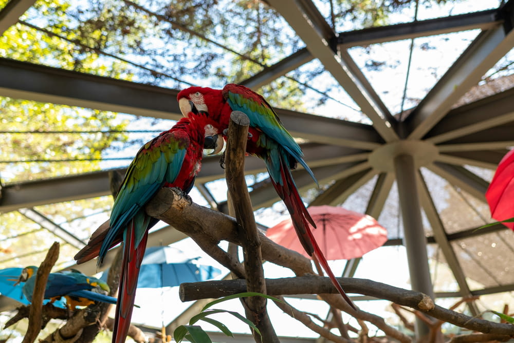 a couple of parrots on a branch