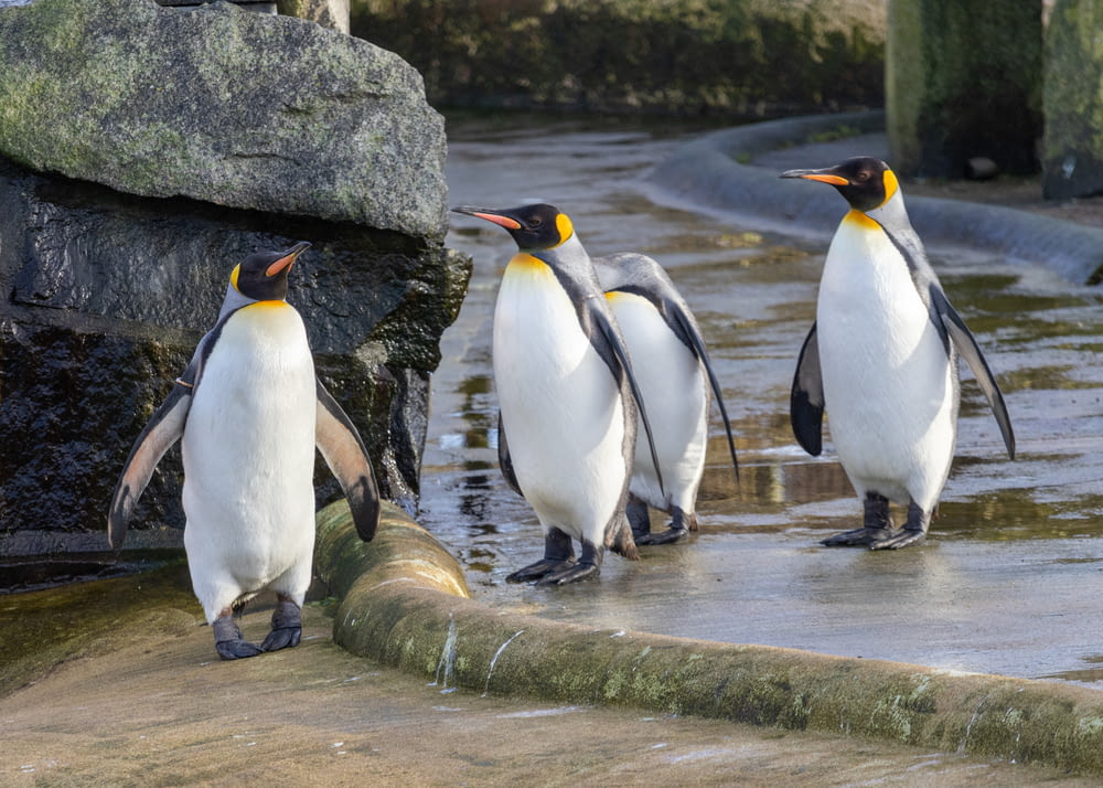 a group of penguins standing on a rock