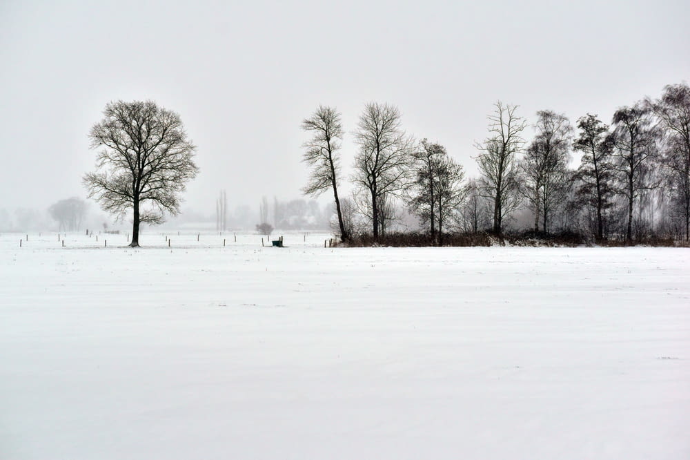 a snowy field with trees