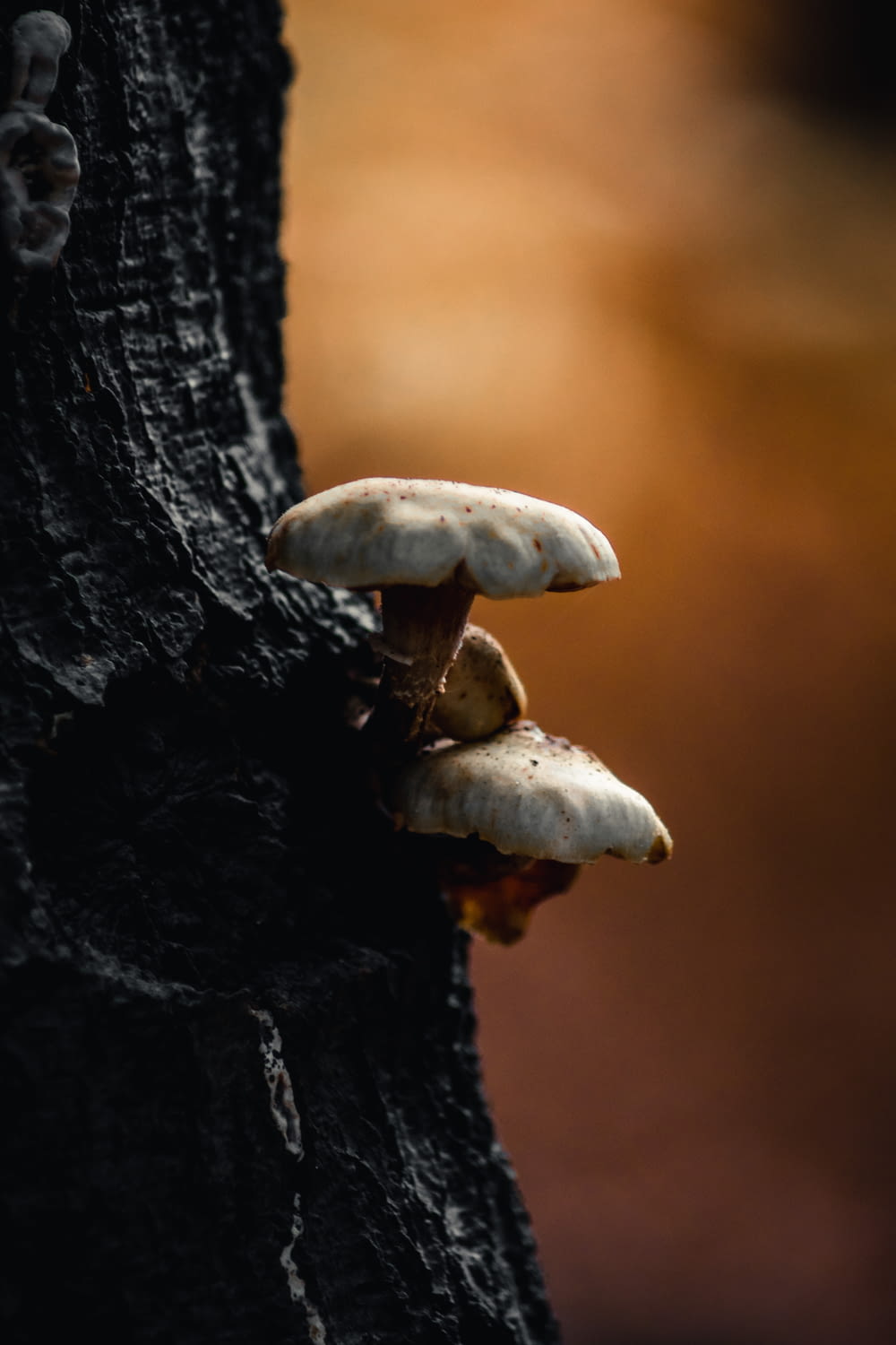a mushroom growing out of a tree