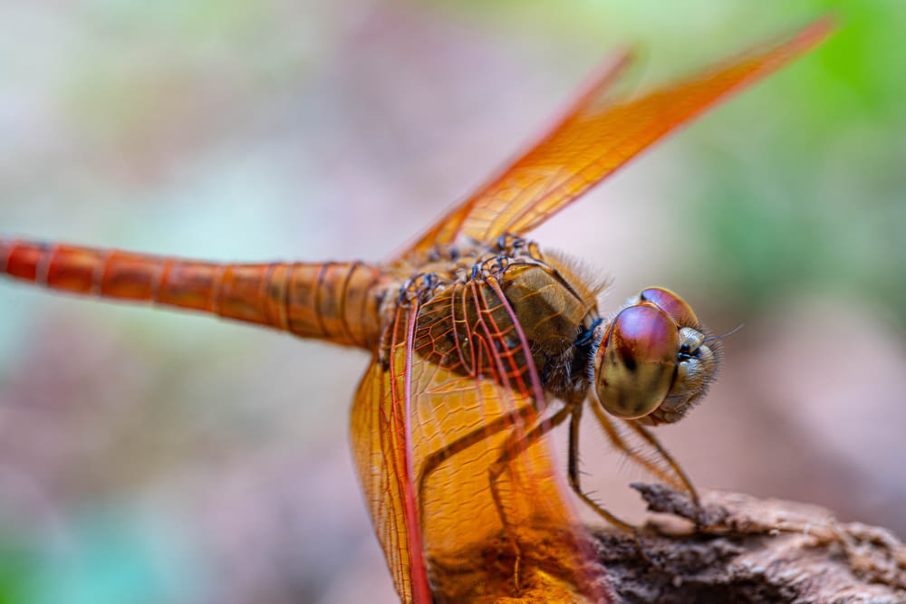 a dragonfly on a branch