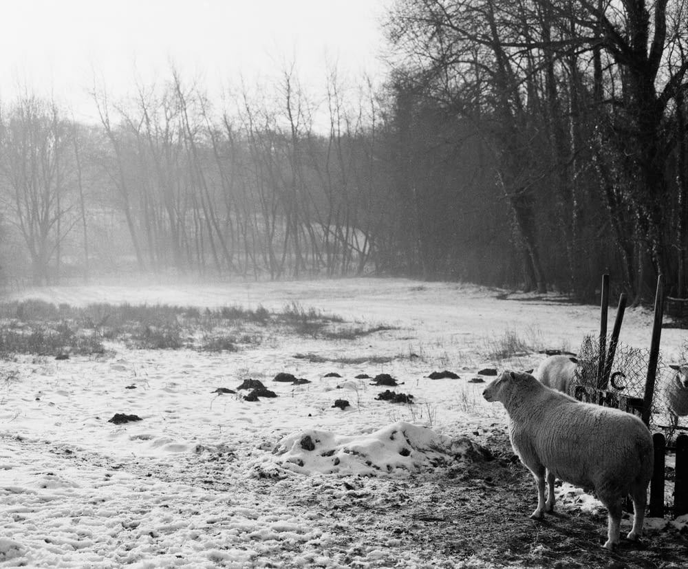moutons dans la neige