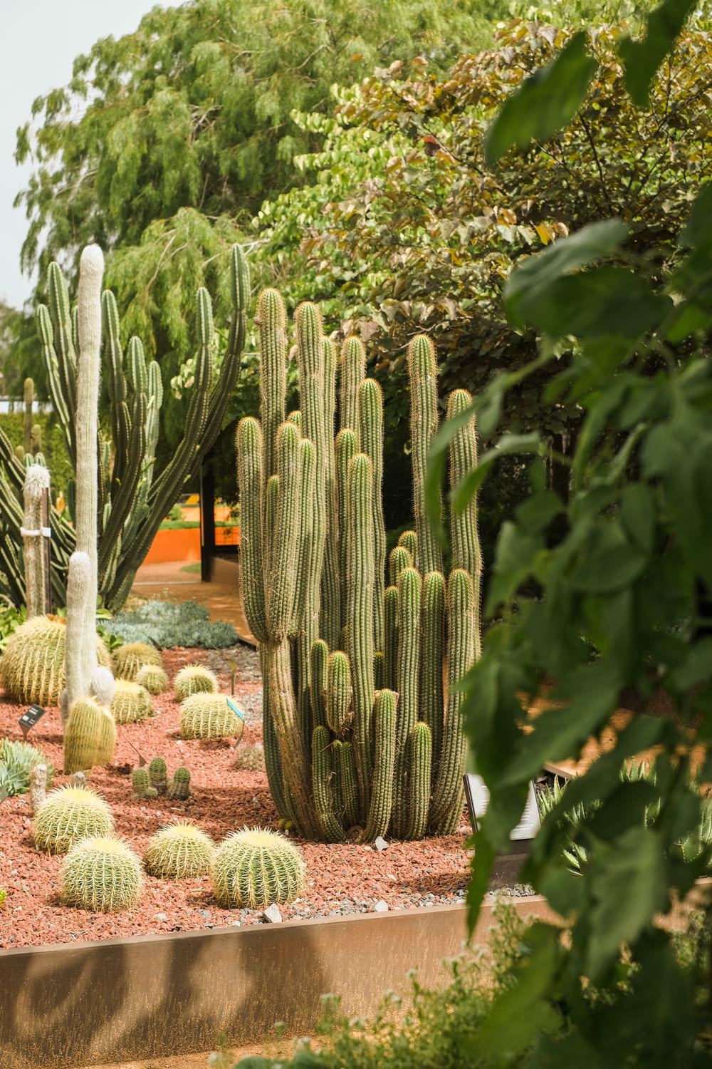 a group of cacti in a garden