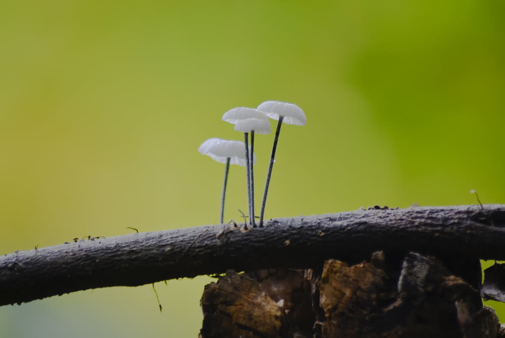 a group of mushrooms growing on a log