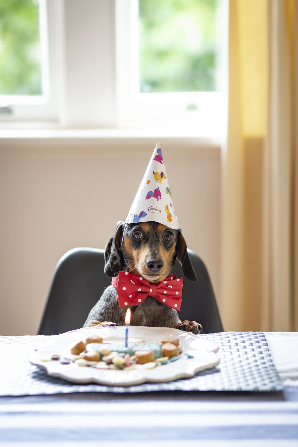 a dog wearing a birthday hat