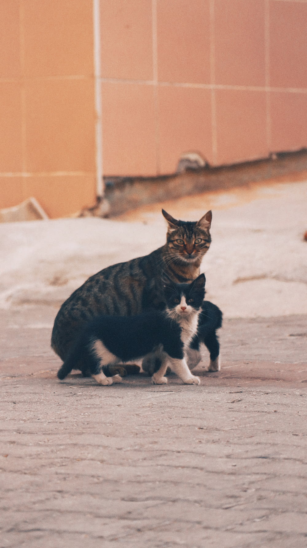 고양이와 새끼 고양이