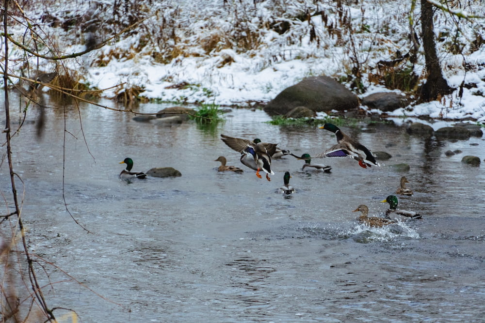 a group of ducks in a river