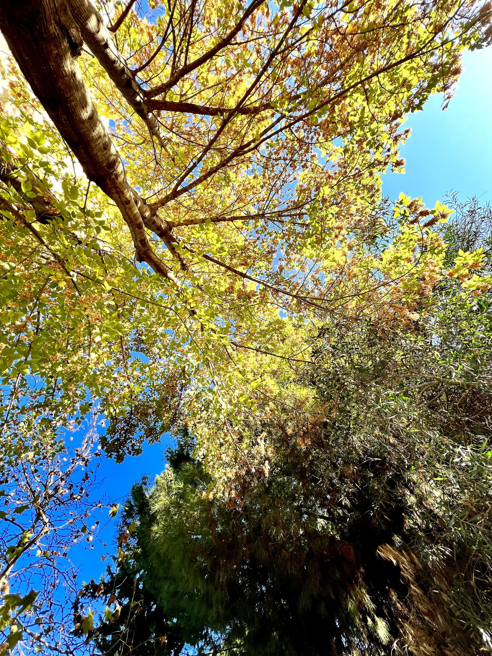 looking up at a tree with yellow leaves and blue sky