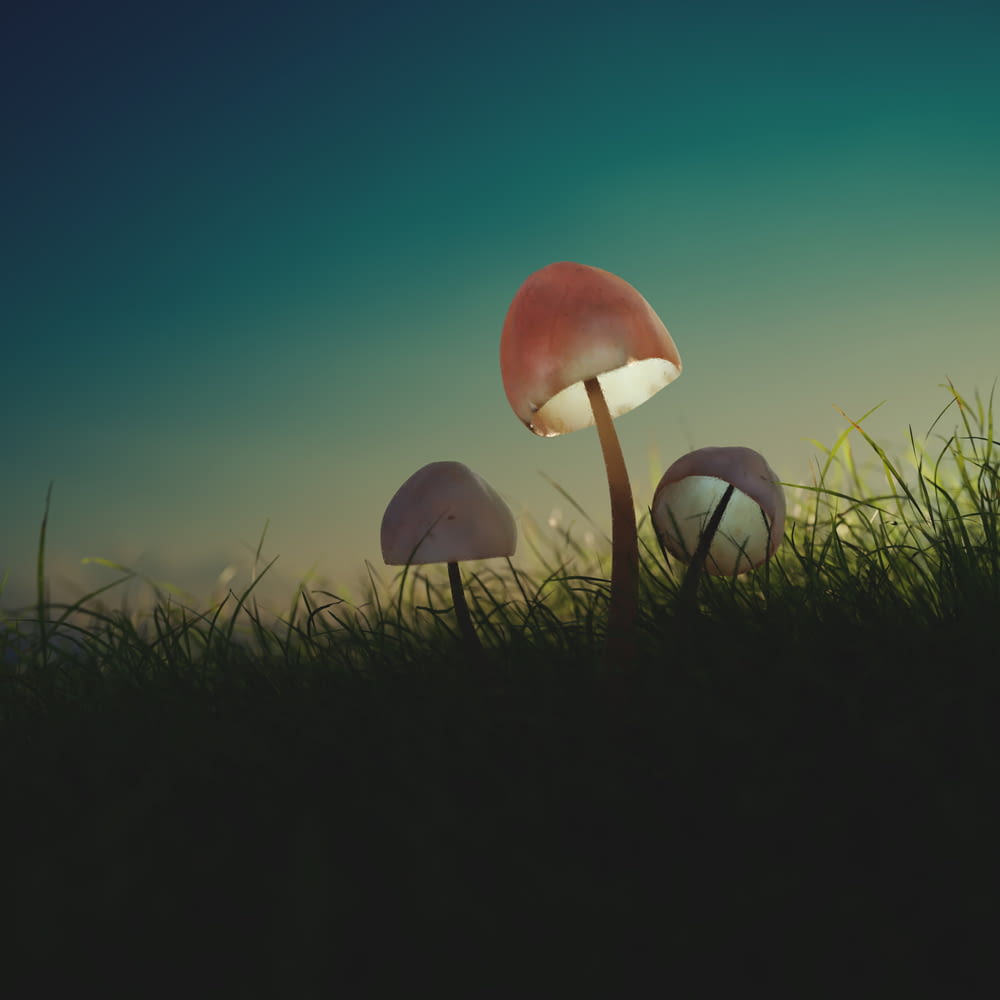 a group of mushrooms in grass