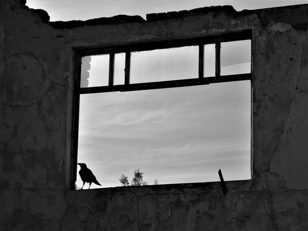 a bird sits in a window