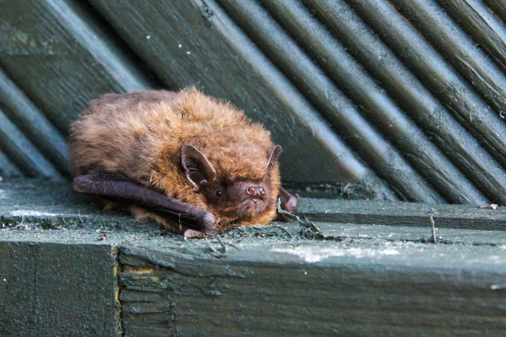 a bat on a wood surface