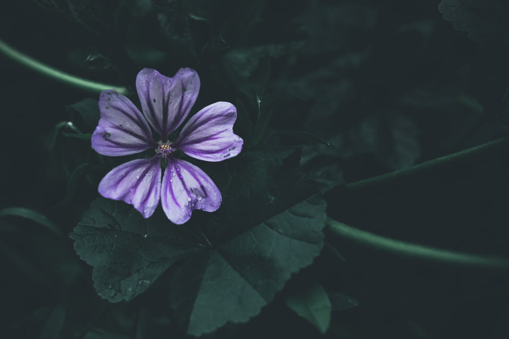 une fleur violette sur une plante