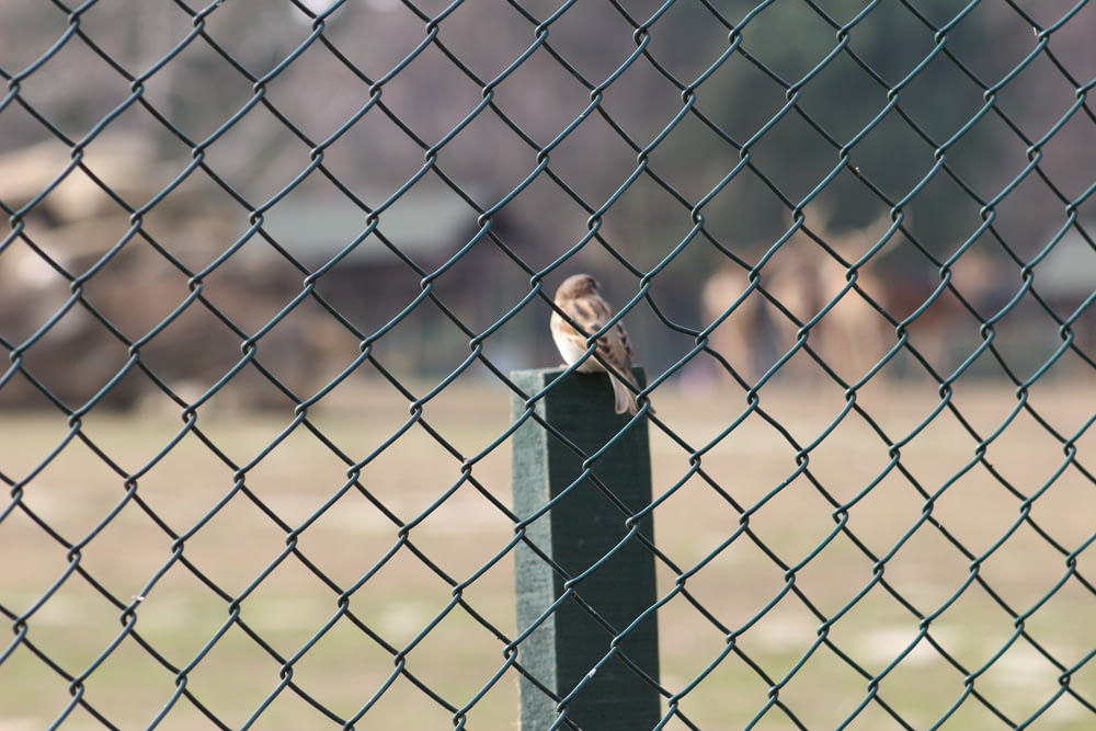 a man behind a chain link fence