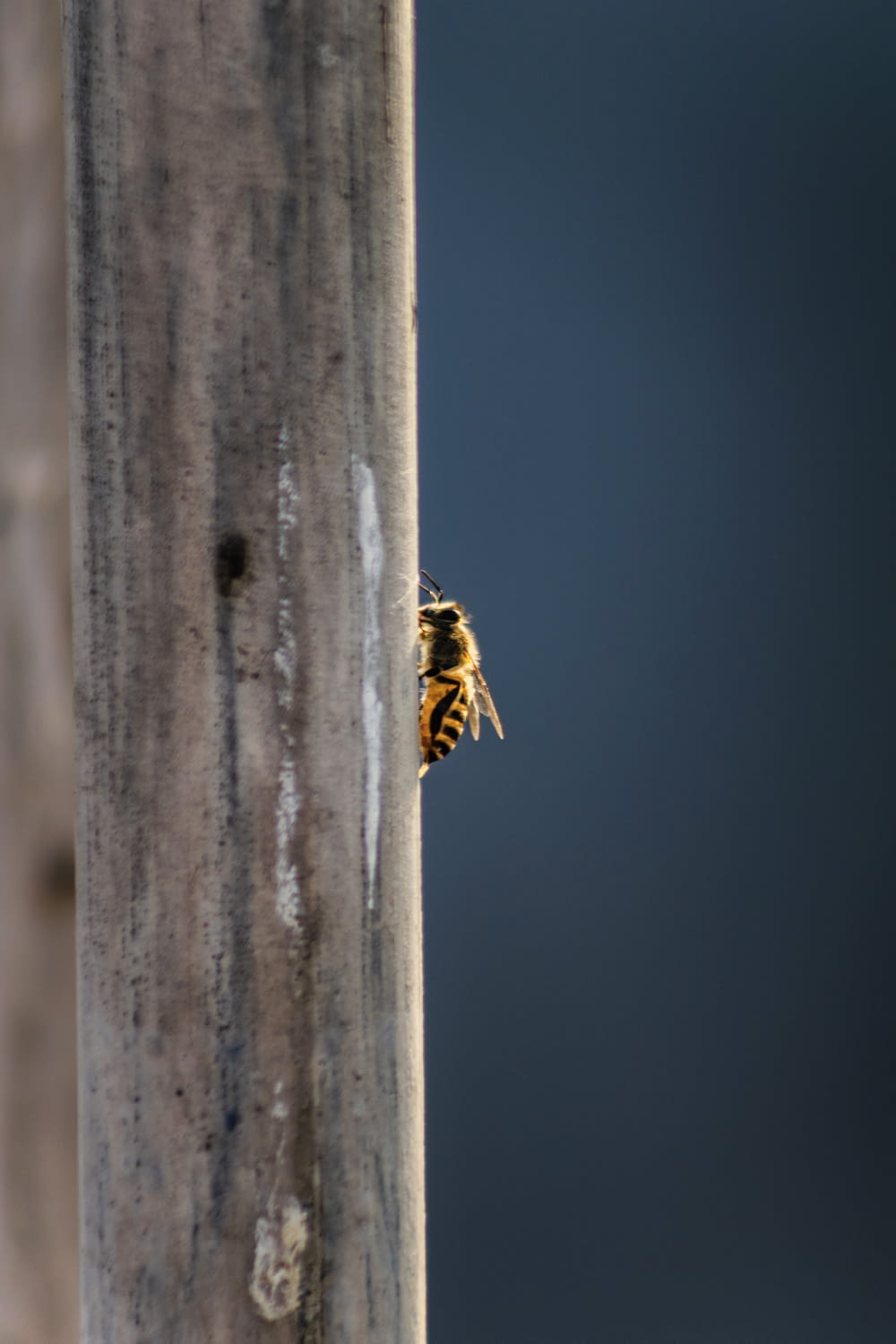 a bee on a wood post
