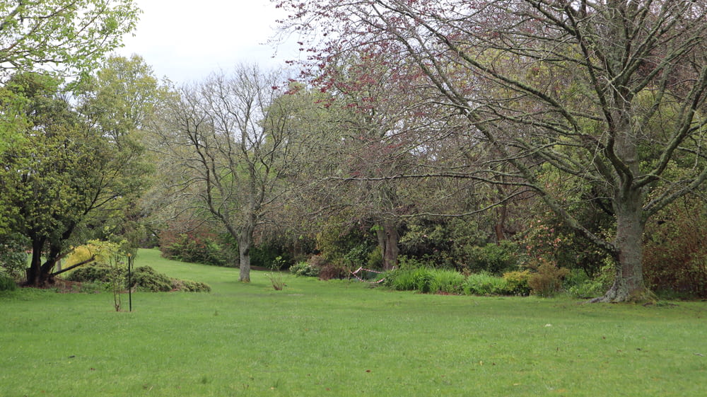 a grassy area with trees in it