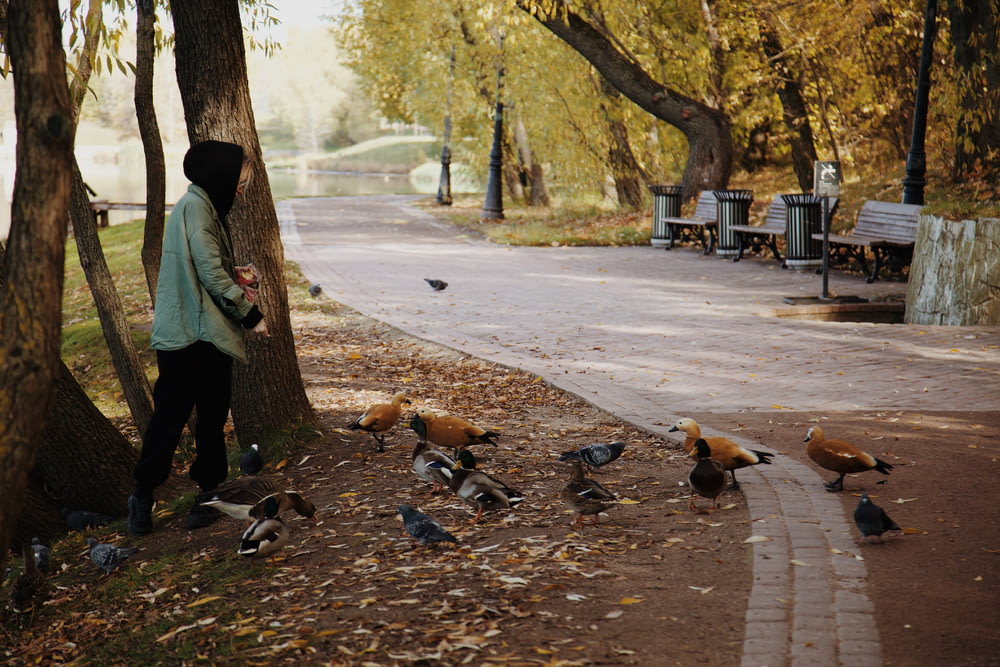 a person walking with a group of ducks