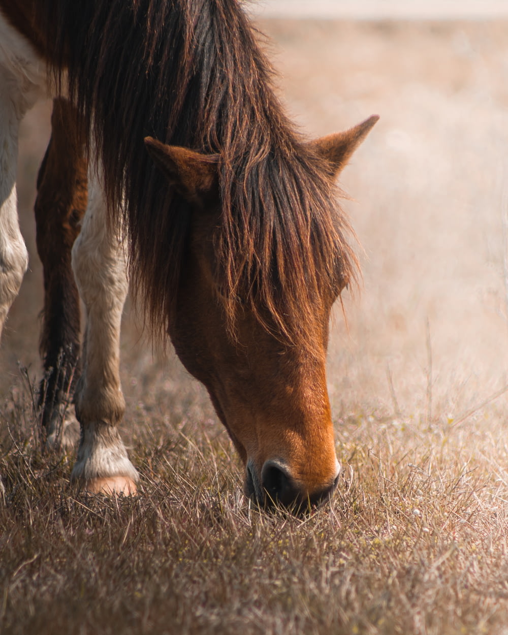 a horse eating grass