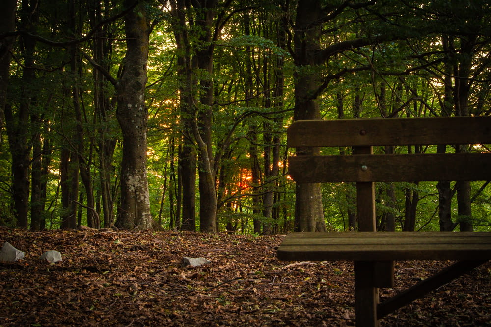 a bench in the woods