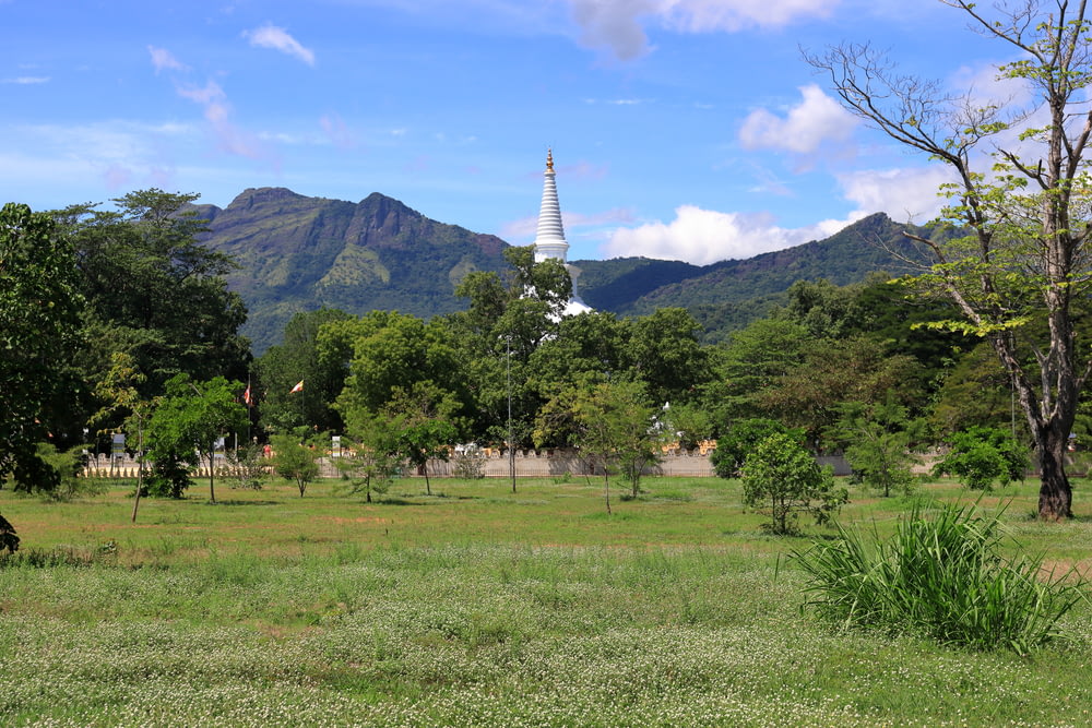 a grassy field with trees and a mountain in the background