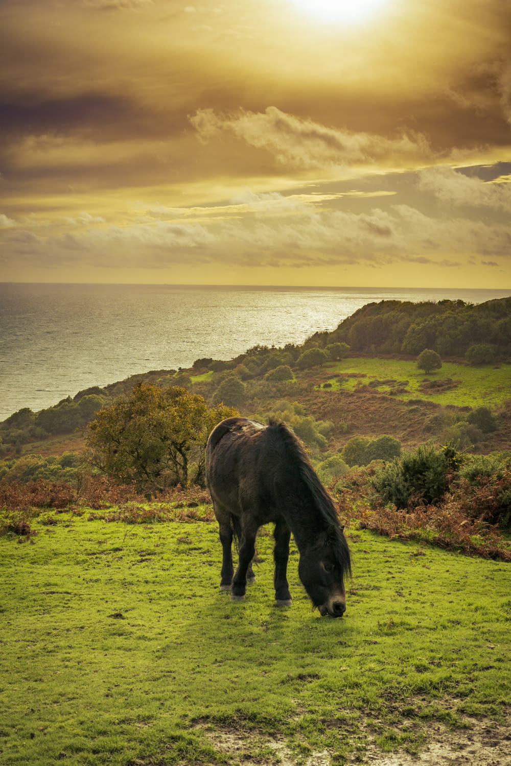 a horse grazing on a hill