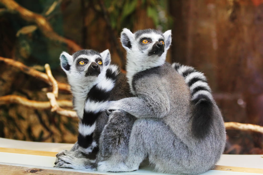 a couple of lemurs hugging