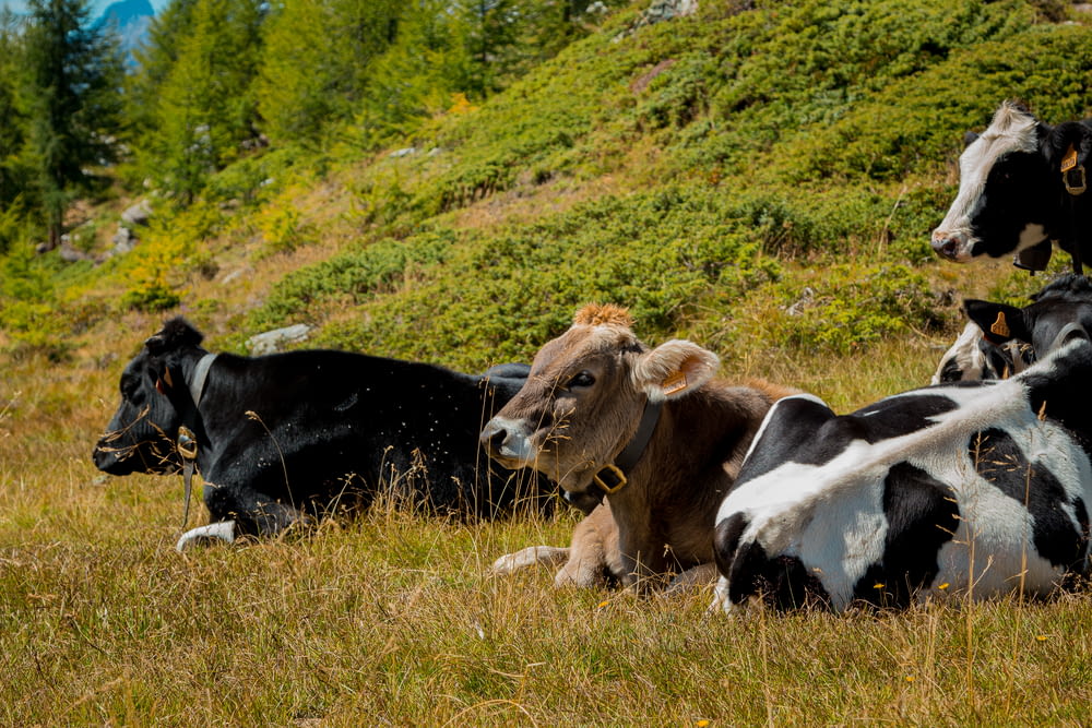 a herd of cows in a meadow