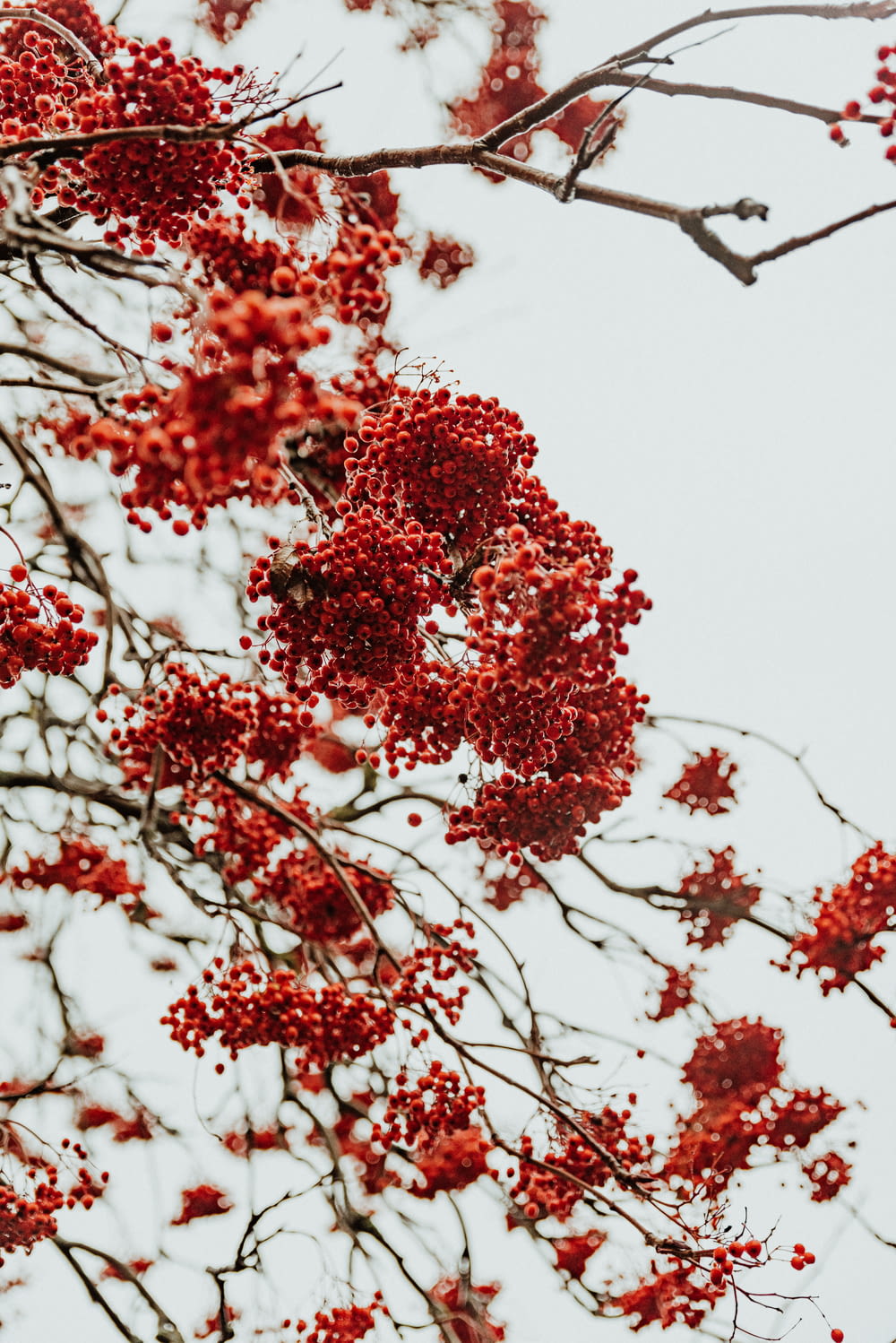 a tree with red flowers
