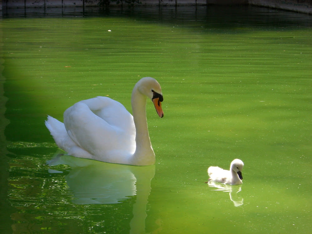 a couple of swans in a pond