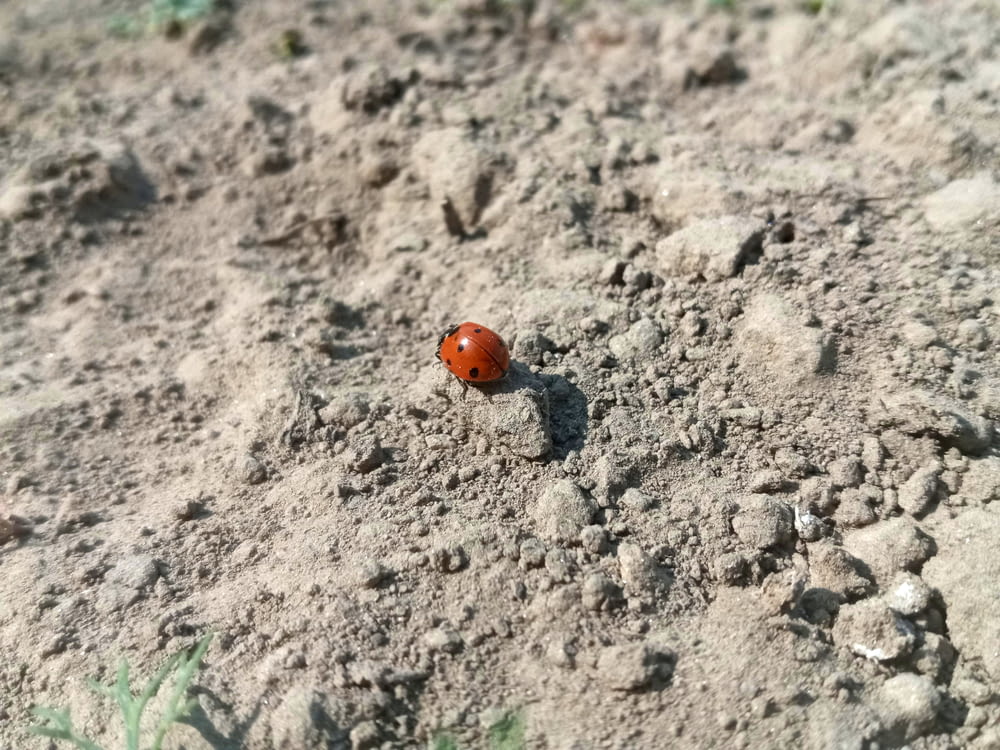 a ladybug on a rock