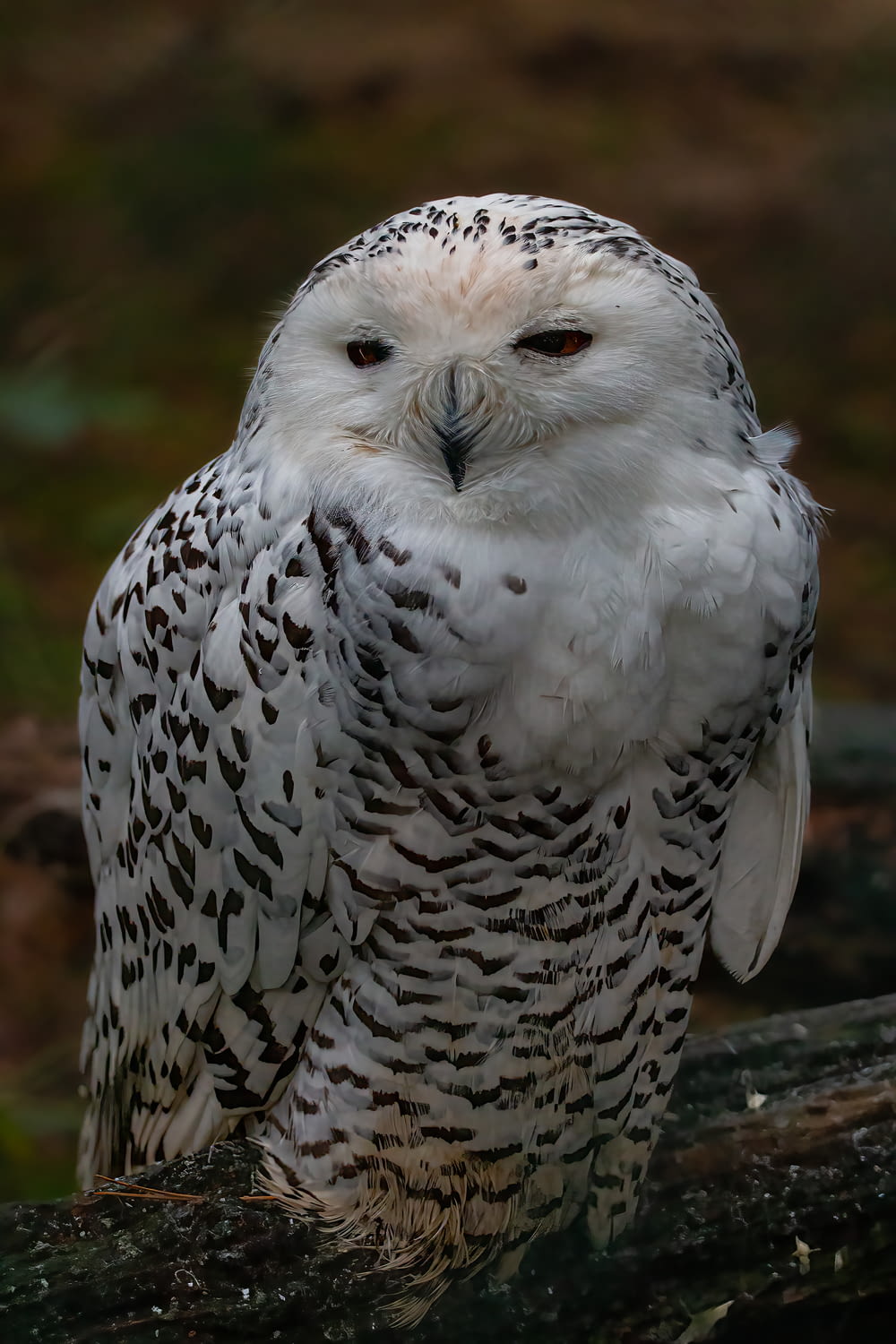 a white owl on a log