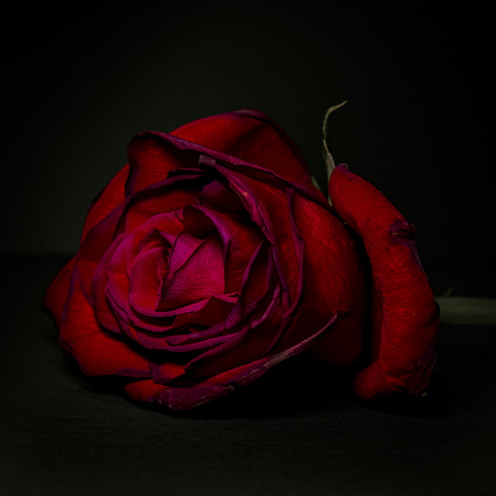 a red rose on a black surface