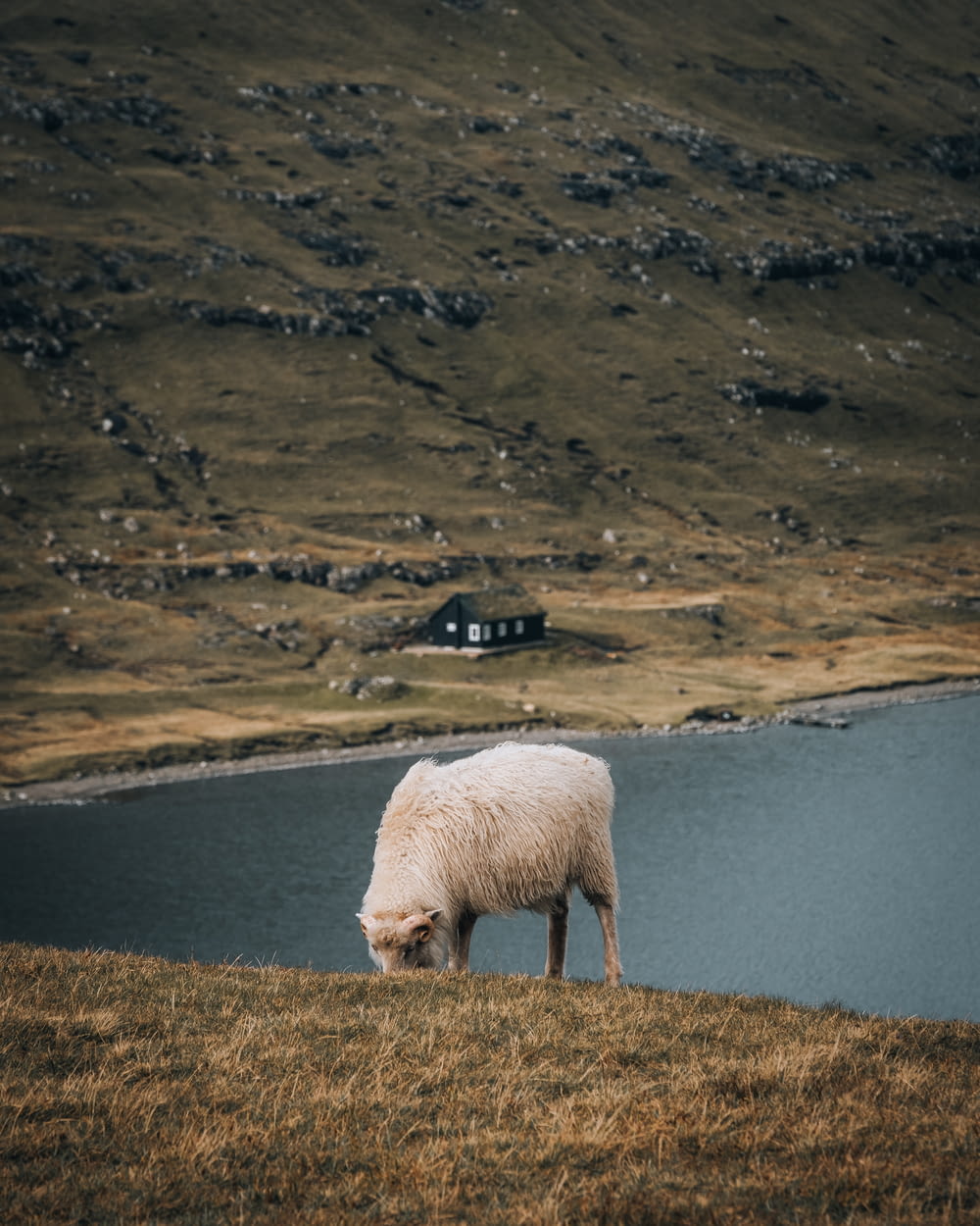 a sheep grazing on a hill