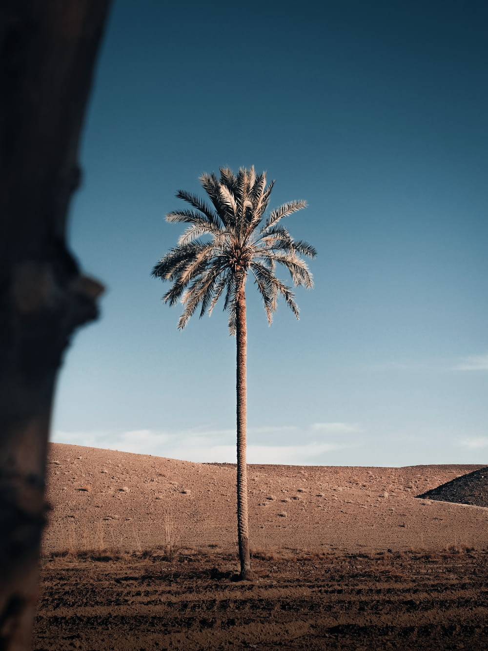 a palm tree in a desert