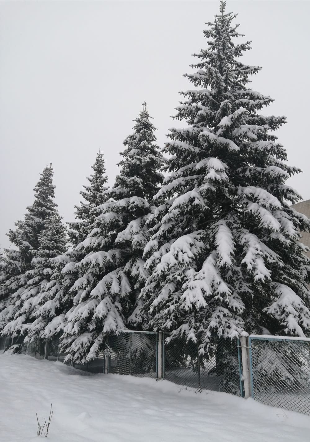 a snowy landscape with trees