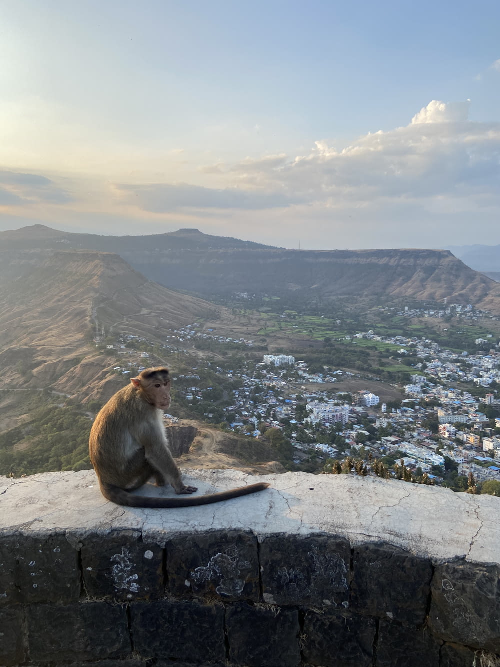 Un singe assis sur un rebord surplombant une vallée