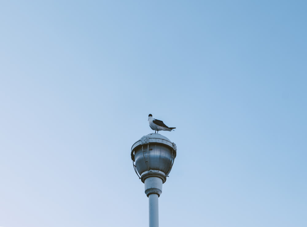 a bird sitting on a light post