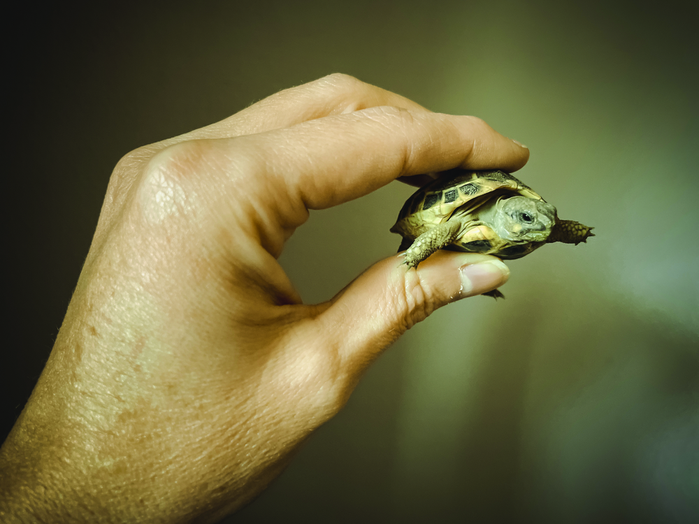 a hand holding a small turtle