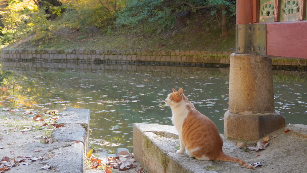 a cat sitting on a ledge by a body of water
