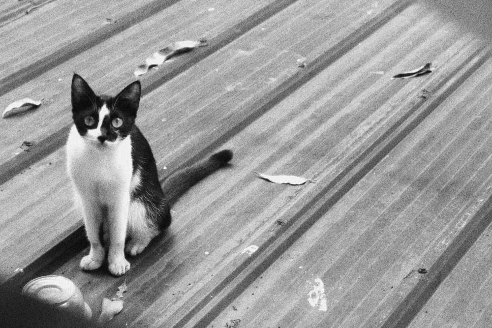 a cat sitting on a wood deck