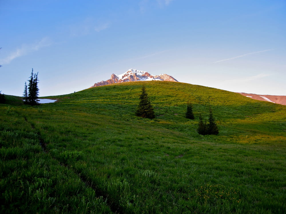 a grassy hill with trees and a mountain in the background