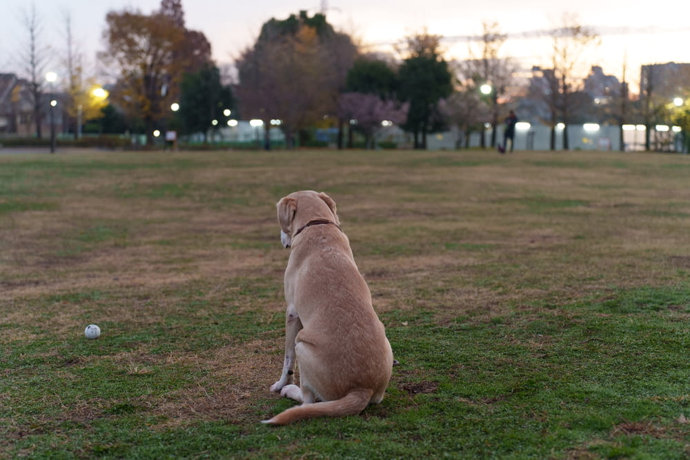 a dog sitting on the ground looking at a ball