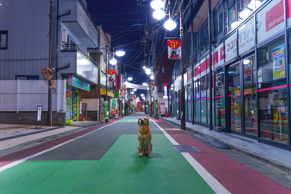 a dog that is standing in the middle of a street
