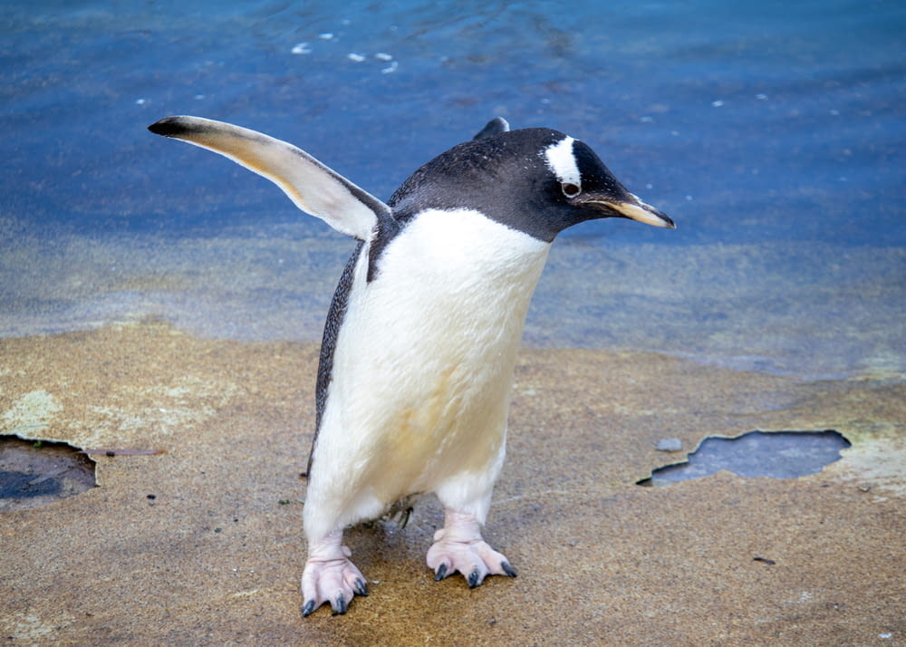 a penguin standing on a beach next to a body of water