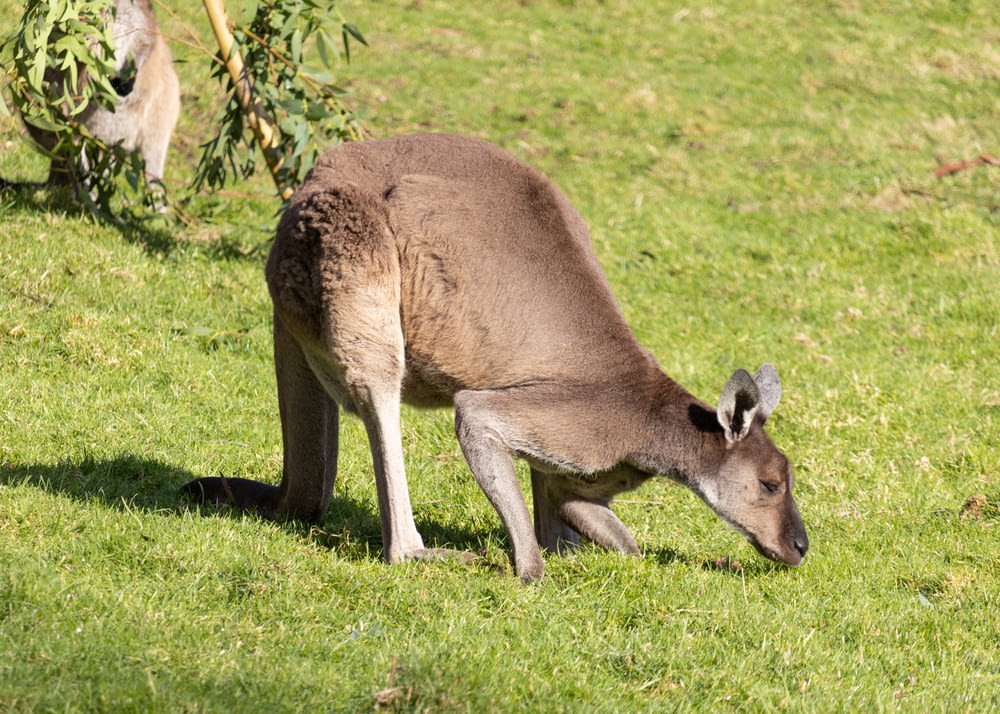 a kangaroo eating grass in a field with a kangaroo in the background