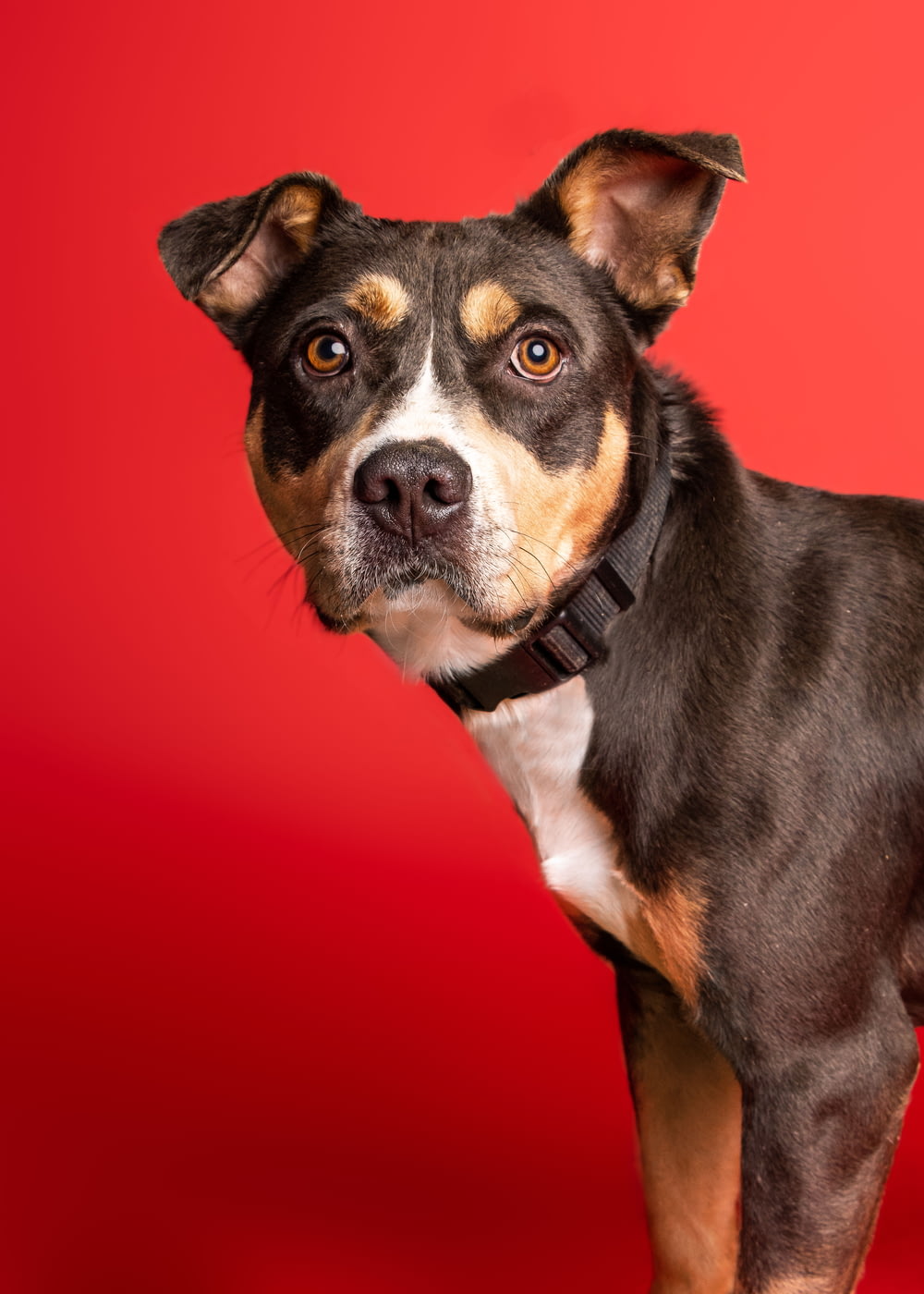 a dog standing in front of a red background
