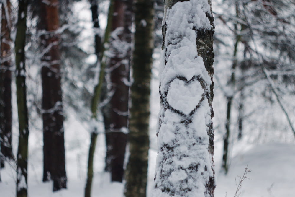 a heart carved into a tree in the snow