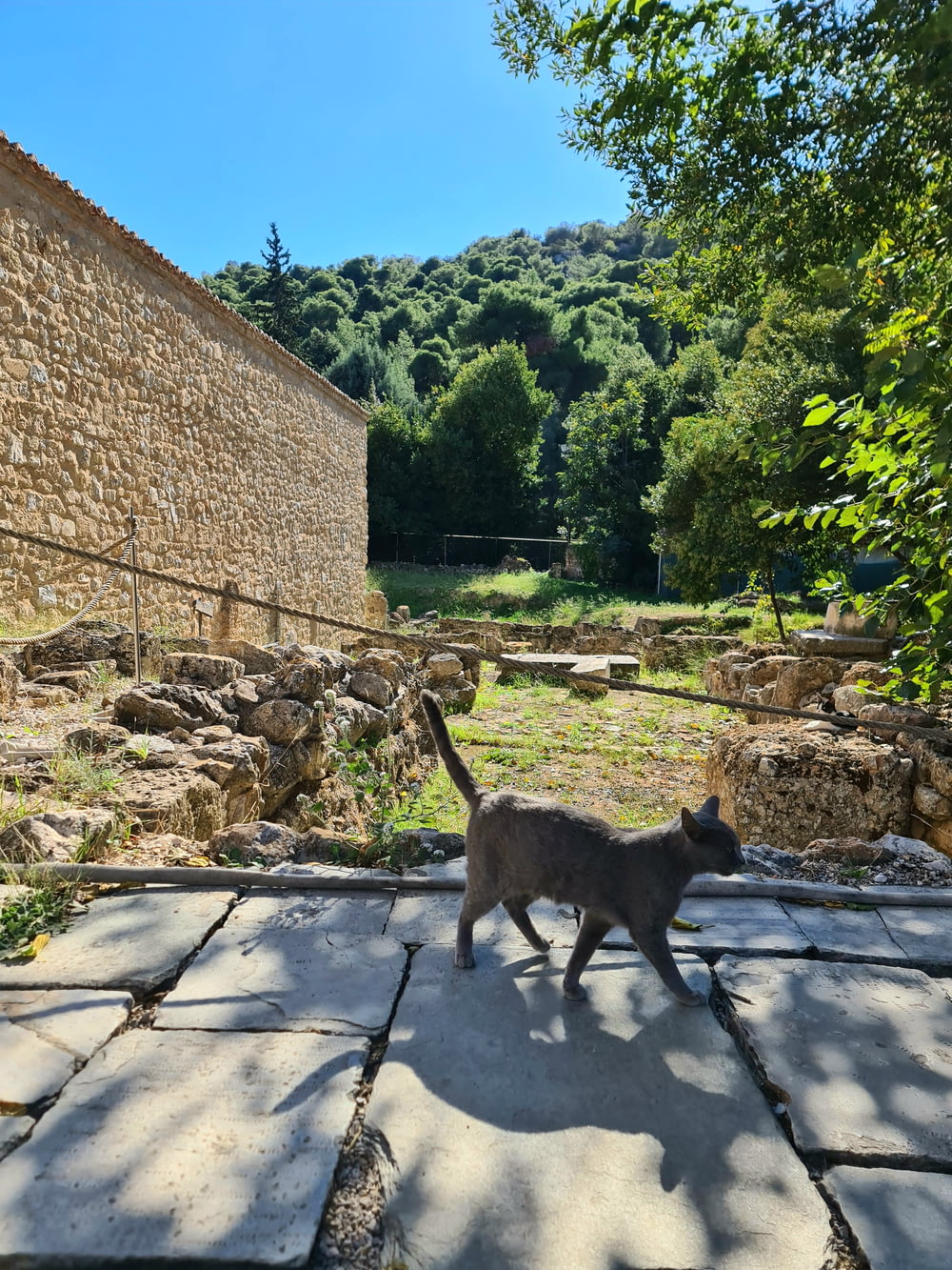 a cat walking across a stone walkway next to a stone wall