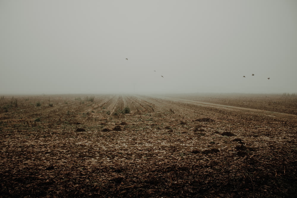 a foggy field with birds flying in the distance